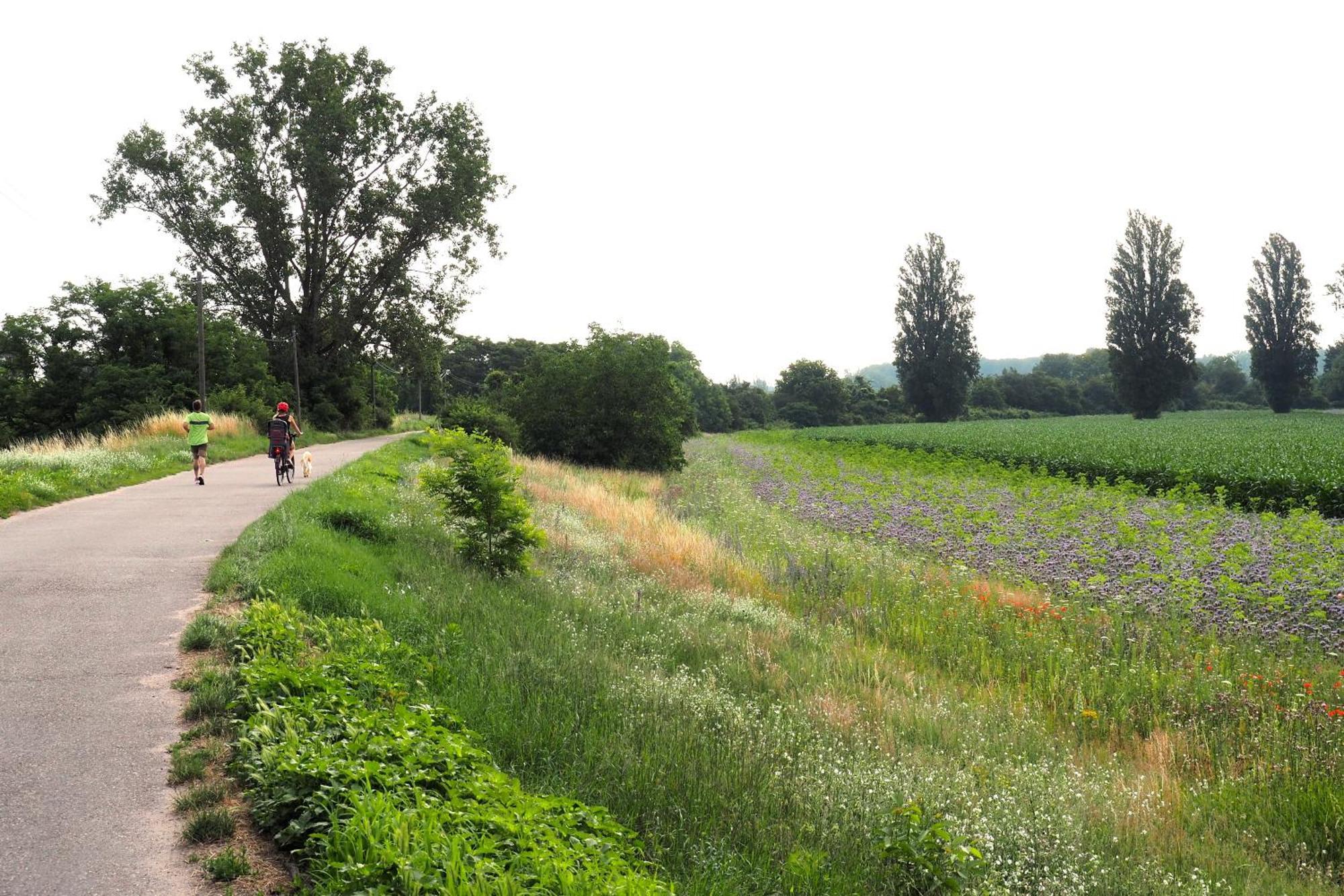 Hortensie Špýr Exteriér fotografie